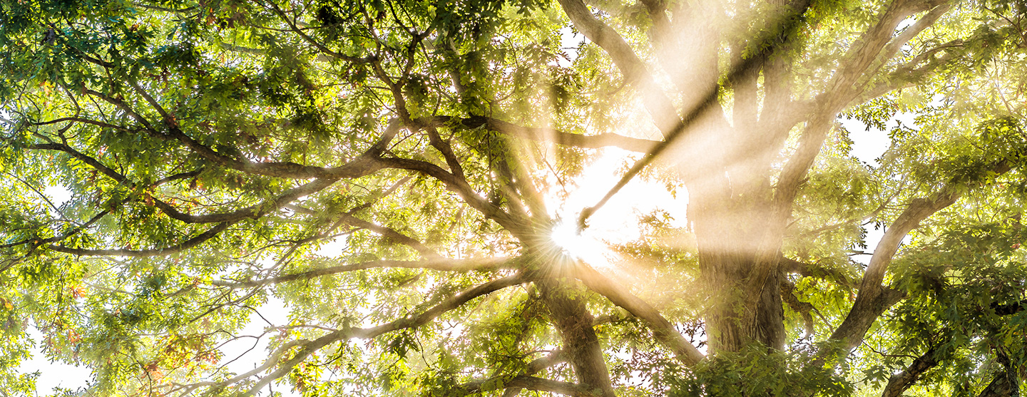 B&auml;ume im Wald, Sonne scheint durch