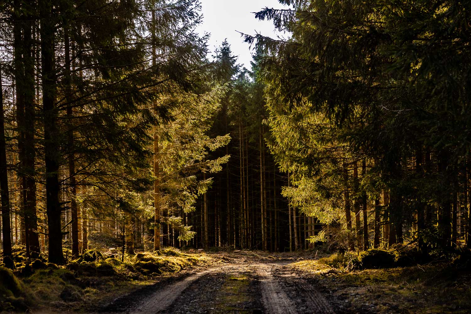 Wald